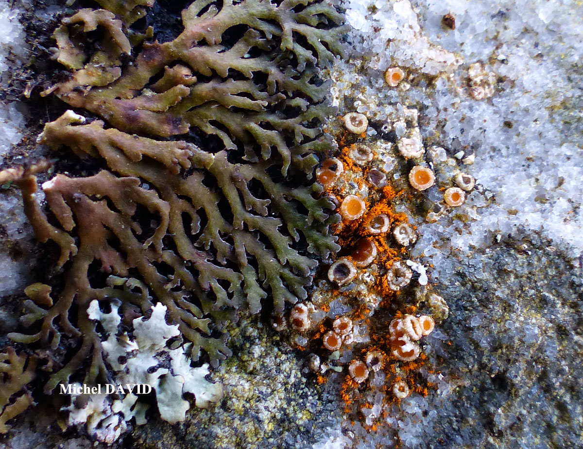 Gyalecta jenensis var. macrospora forma